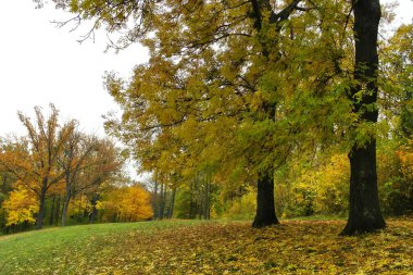 Parlak ağaçlı güzel sonbahar manzarası