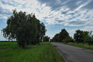 Ormanda yol
