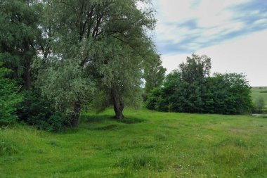 Ağacı ve yeşil otları olan güzel bir manzara.