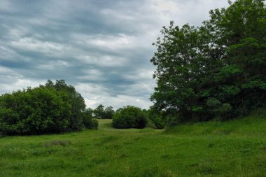 Ağacı ve bulutlu gökyüzü olan güzel bir manzara.