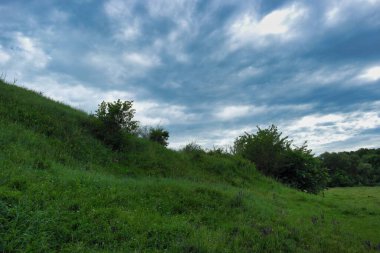 Ormanın güzel manzarası
