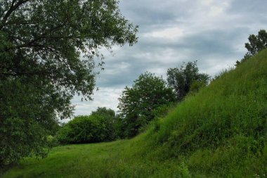 Ormanın güzel manzarası