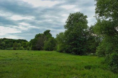 Yeşil Çimen ve Mavi Gökyüzü
