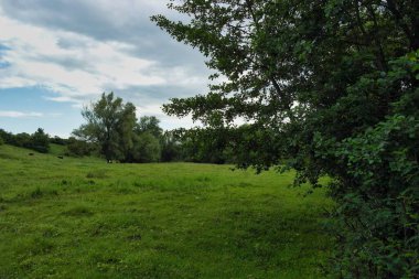 Ormanda yeşil çimenler ve ağaçlar