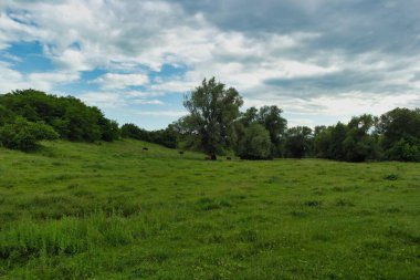 Ormanda yeşil çimenler