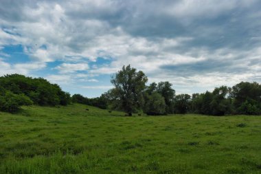 Güzel bir manzara Ağacı ve mavi gökyüzü