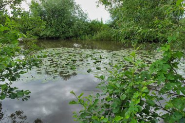 Parktaki nehrin güzel manzarası
