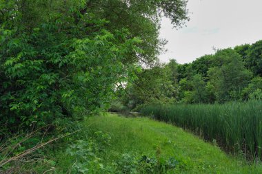 Ormanda yeşil çimenler