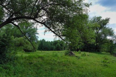 Ormanın güzel manzarası
