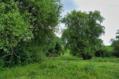 Ormanda yeşil çimenler