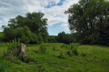 Ağacı ve büyük bir dağı olan güzel bir manzara.
