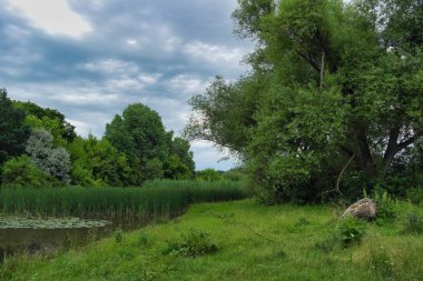Nehir ve ağacı olan güzel bir manzara.
