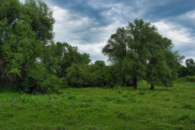 Güzel bir manzara Ağacı ve mavi gökyüzü