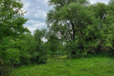 Ağaçları ve mavi gökyüzü olan yeşil orman