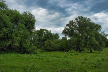 Güzel bir manzara Ağacı ve mavi gökyüzü