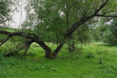Ormanda yeşil ağaçlar
