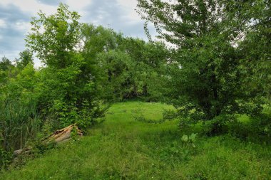 Ormanda büyük bir ağacı olan güzel bir manzara.
