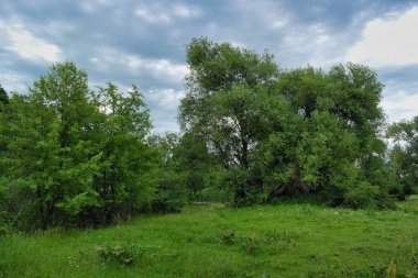 Güzel bir manzara Ağacı ve mavi gökyüzü