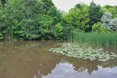 Nehir ve gölü olan güzel bir manzara.