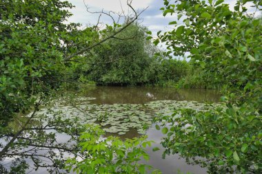 Parktaki nehrin güzel manzarası