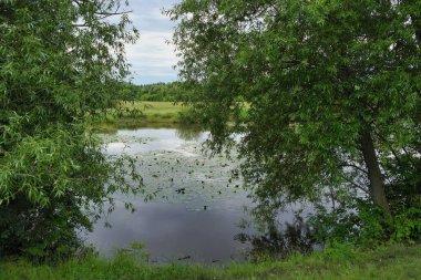 Nehir ve ağaçlarla dolu güzel bir manzara