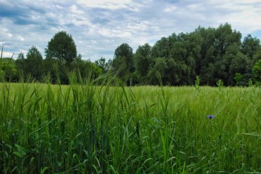yeşil çimenler tarlada