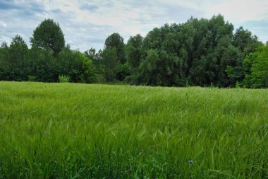 yeşil çimenler tarlada