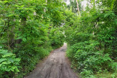 Ormandaki yeşil orman