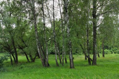 Parktaki yeşil ağaçlar