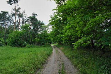 Ağaçları ve mavi gökyüzü olan yeşil orman yolu