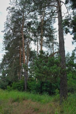 Ormanın güzel manzarası