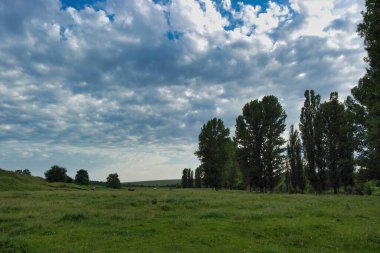 Ağaçlı ve ağaçlı güzel bir manzara.