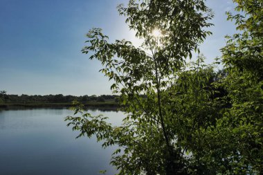 Ormandaki gölün güzel manzarası
