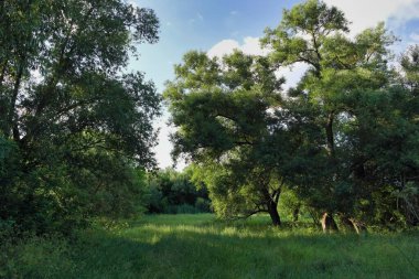 Doğanın güzel manzarası