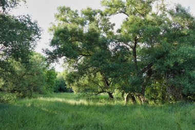 Ormanda yeşil ağaçlar