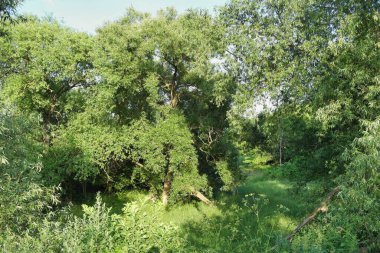 Ağaçları ve mavi gökyüzü olan yeşil orman