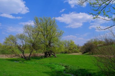 Ağaçları ve yeşil otları olan güzel bir manzara.