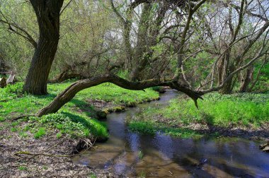 Parktaki nehrin güzel manzarası