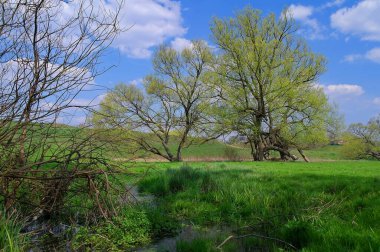 Güzel bir manzara Ağacı ve mavi gökyüzü