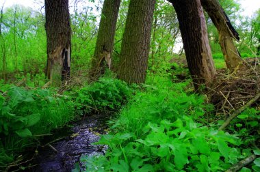 Ormandaki yeşil orman