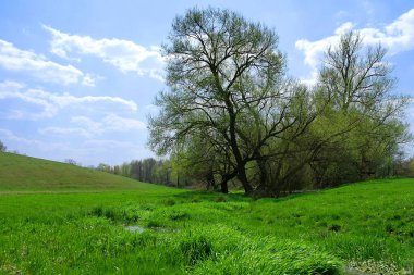 Güzel bir manzara Ağacı ve mavi gökyüzü