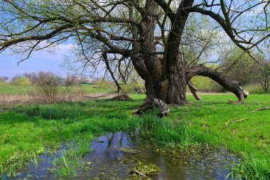 Nehir ve gölü olan güzel bir manzara.