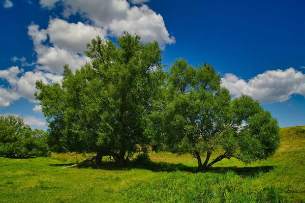 Ağacı ve mavi gökyüzü olan güzel bir manzara.
