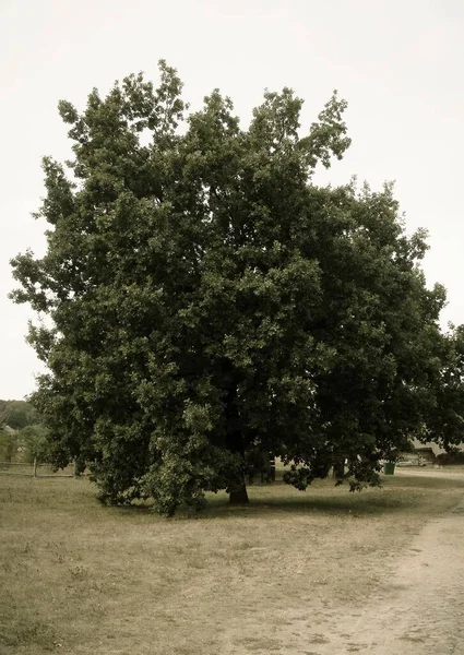 Pionowe Ujęcie Drzewa Polu — Zdjęcie stockowe