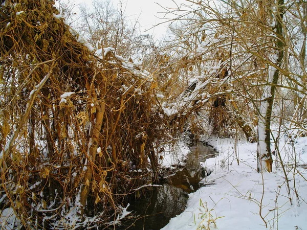 Wunderschöne Winterlandschaft Mit Schneebedeckten Bäumen — Stockfoto