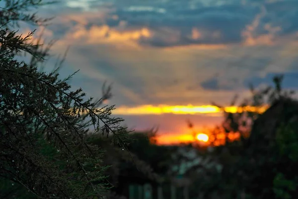 Hermoso Atardecer Bosque —  Fotos de Stock