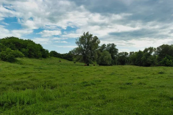 Ormanda yeşil çimenler
