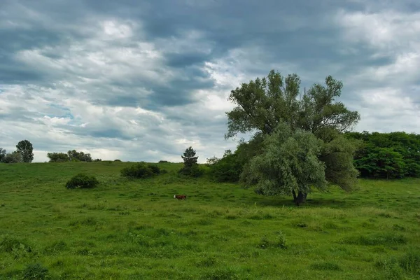 Bela Paisagem Com Uma Árvore Céu Azul — Fotografia de Stock