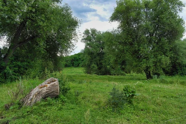 Beautiful View Forest Large Tree Foreground — Stock fotografie