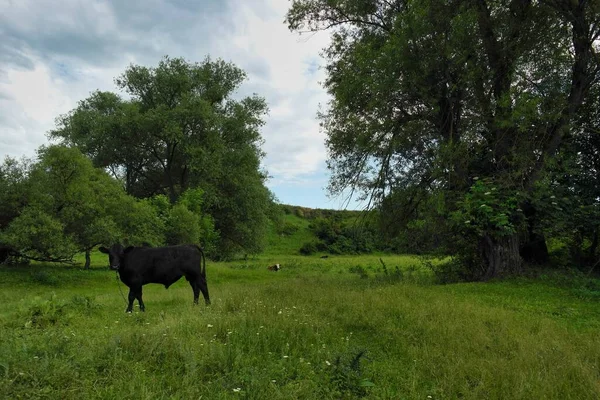 Beau Cliché Une Vache Dans Champ — Photo